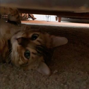 Meet your Posher, Jacqueline